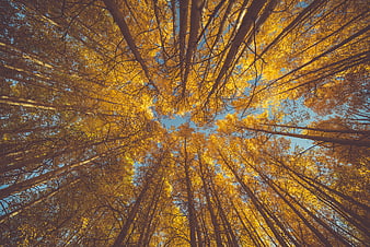Low angle view of golden autumn aspen trees against blue sky