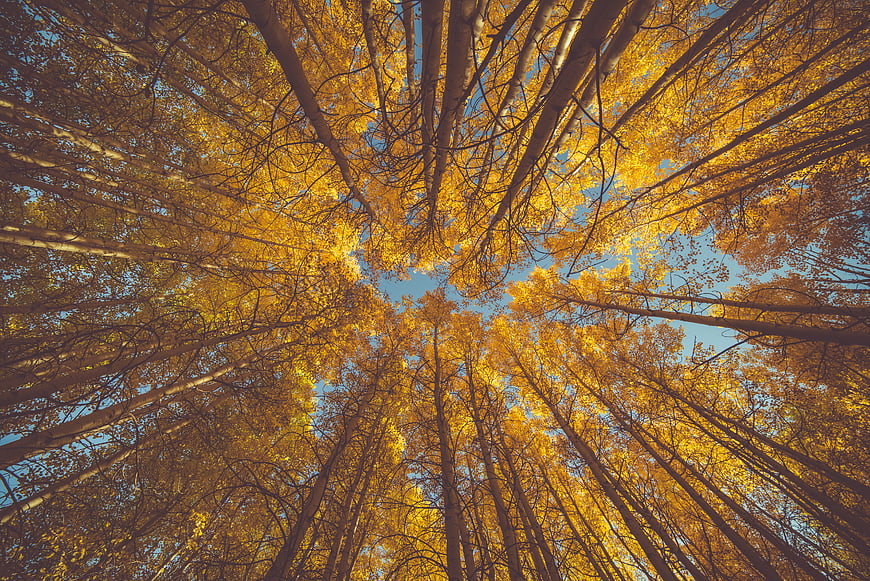 Low angle view of golden autumn aspen trees against blue sky
