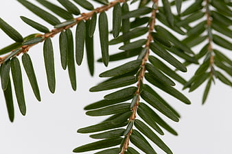 Close-up of green pine branch needles on white background