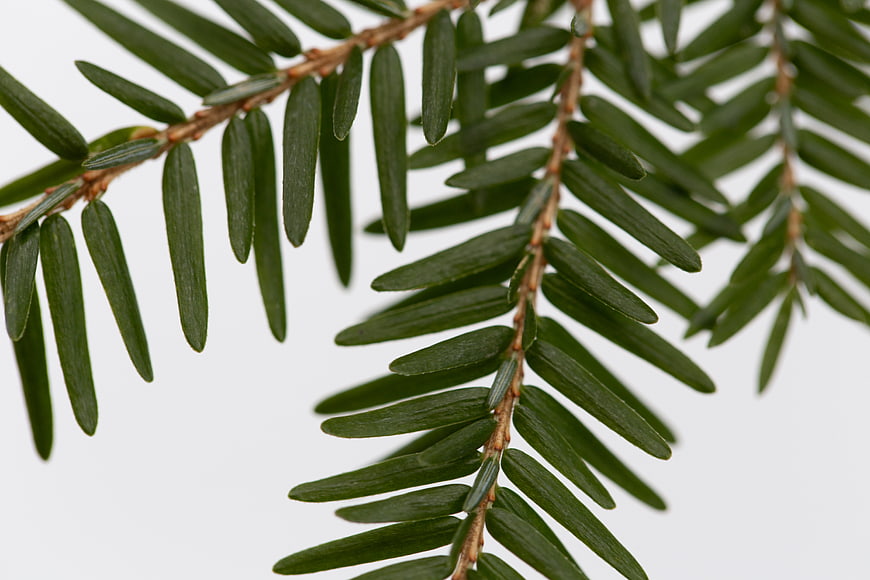 Close-up of green pine branch needles on white background