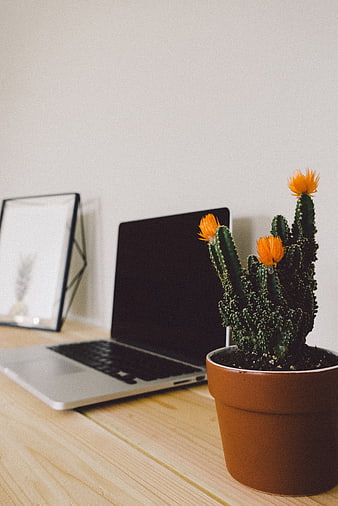Flowering Cactus on Wooden Desk with Laptop