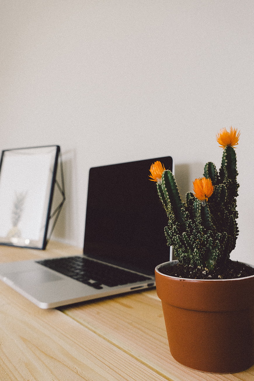 Flowering Cactus on Wooden Desk with Laptop