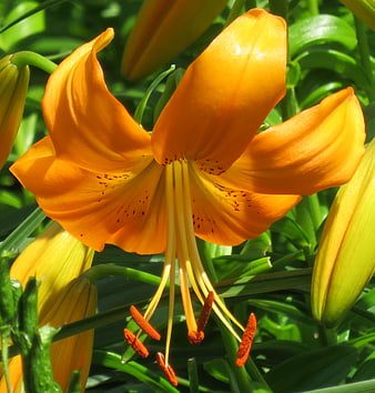 Vibrant Orange Lily Flower in Sunlight