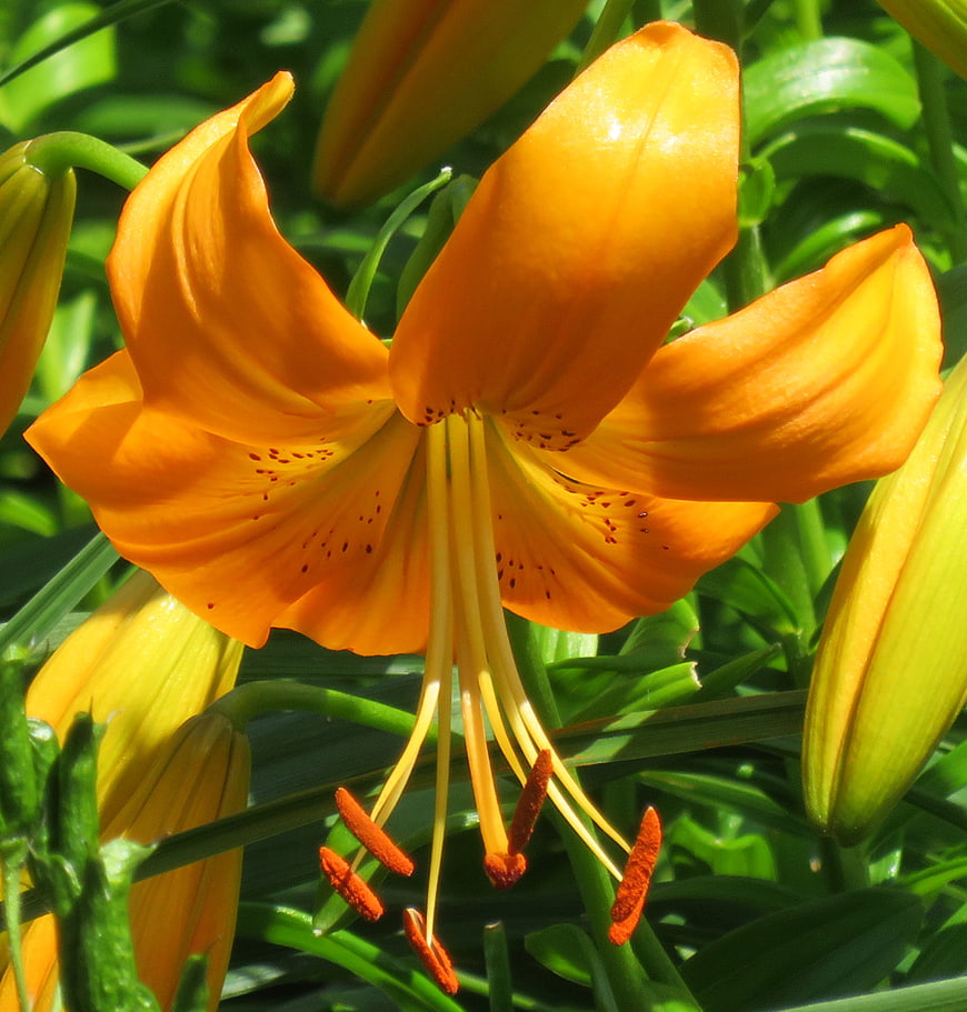 Vibrant Orange Lily Flower in Sunlight