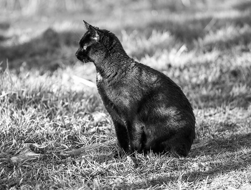 Black Cat Sitting in Grass Monochrome