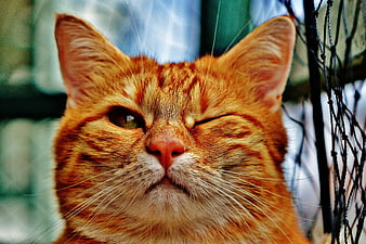 Close-up of orange tabby cat winking with one eye