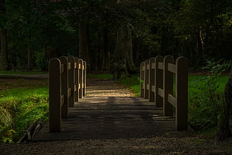 Wooden Bridge in Dark Forest with Sunlit Path