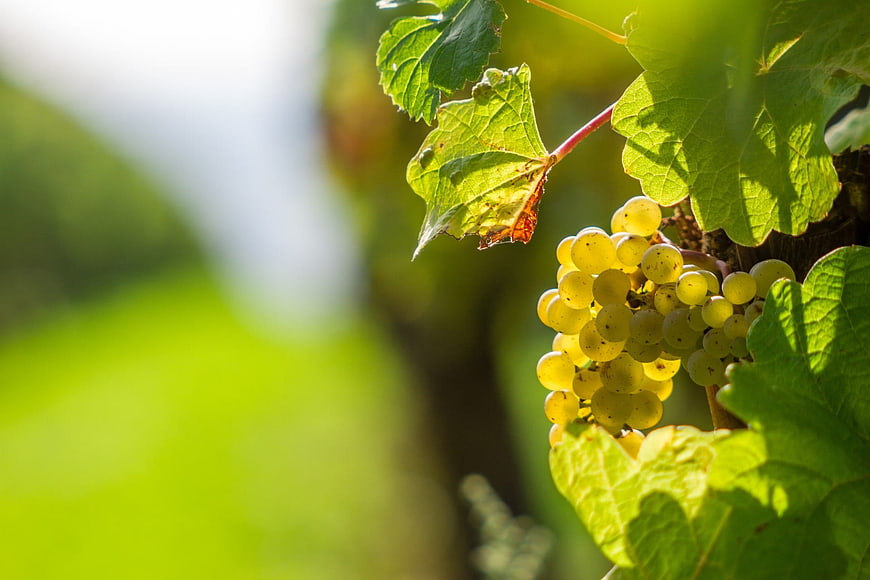 Close-up of white wine grapes on vine in sunlight