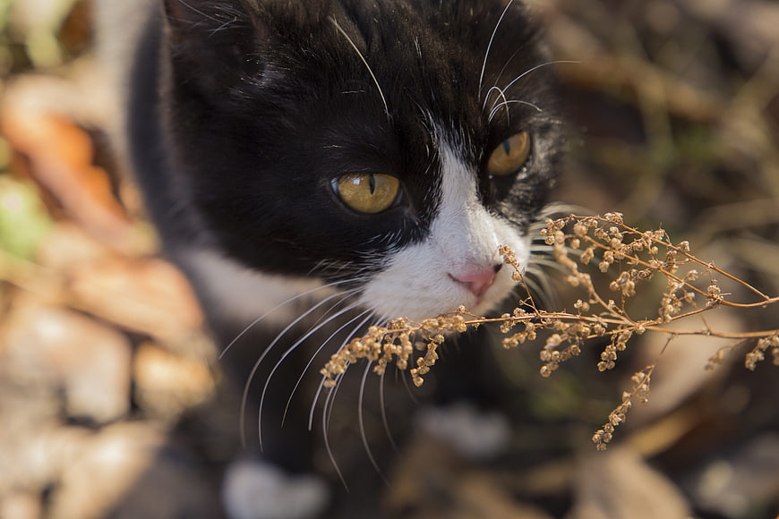 Close-up of black and white cat sniffing dried plant