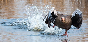 Greylag Goose Taking Off with Splash in Water