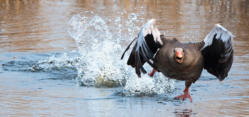 Greylag Goose Taking Off with Splash in Water