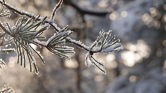 Close-up of frost-covered pine branch in winter sunlight