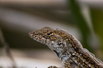 Close-up of a Brown Anole Lizard in Nature