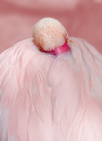 Close-up of sleeping pink flamingo with head tucked in feathers