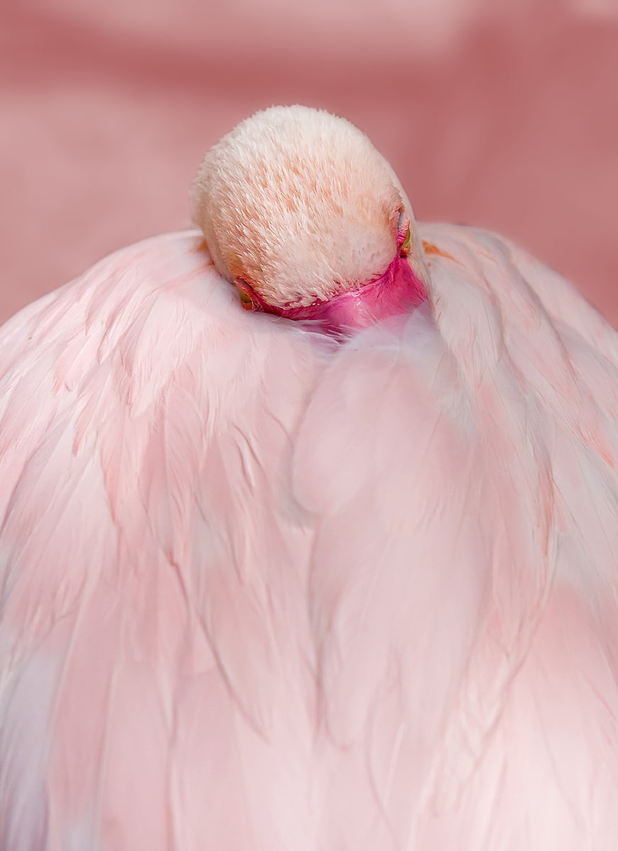 Close-up of sleeping pink flamingo with head tucked in feathers