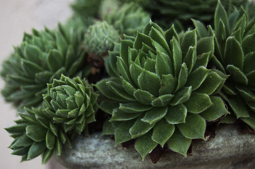 Close-up of green Sempervivum succulents in a stone pot