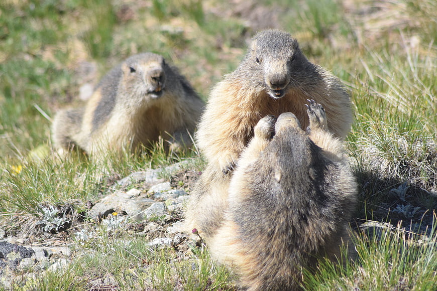Three marmots interacting in a grassy alpine meadow