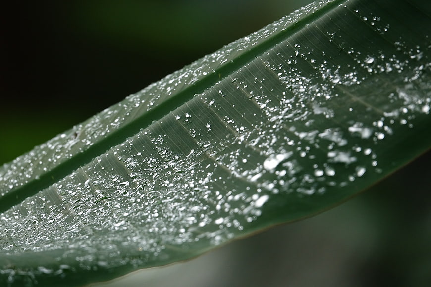 Close-up of green leaf with water droplets and dew