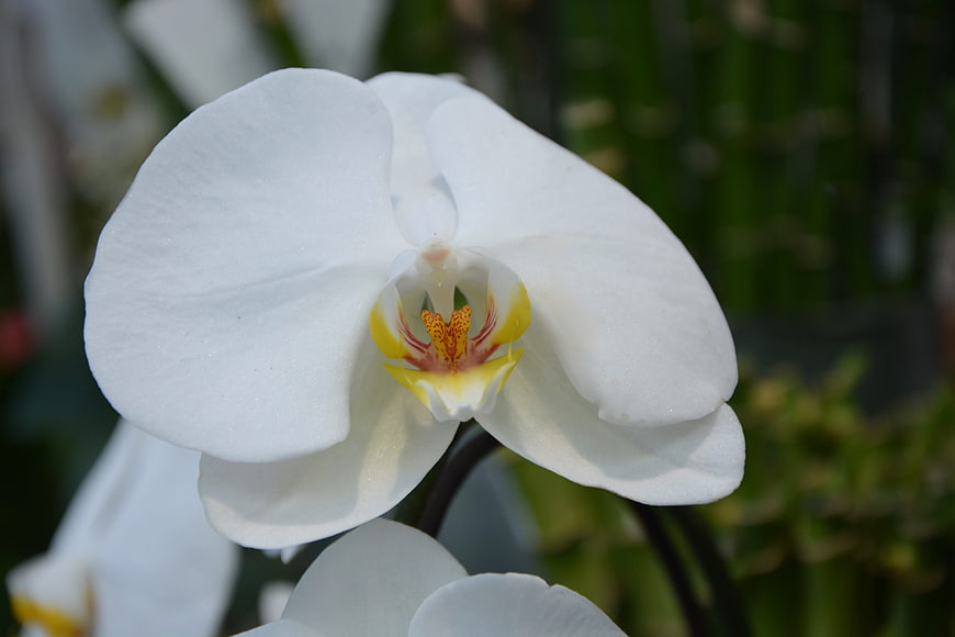 Close-up of a white orchid flower with yellow center