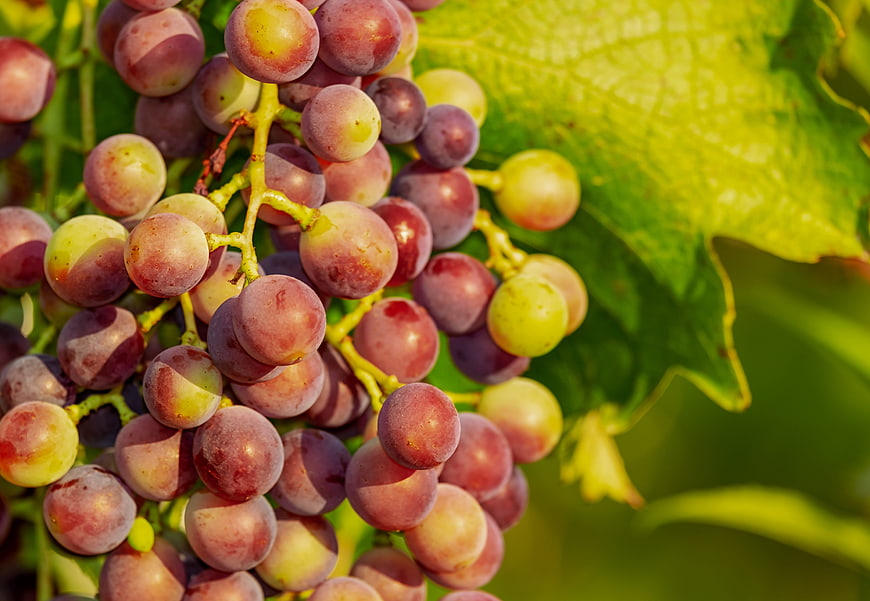 Close-up of ripening red and green grapes on a vine