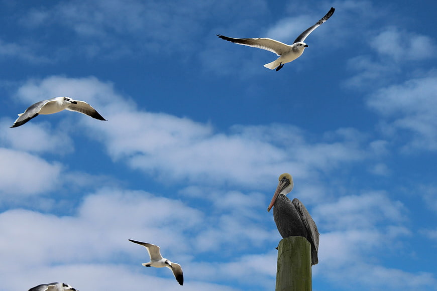 Pelican perched on post with seagulls flying against blue sky