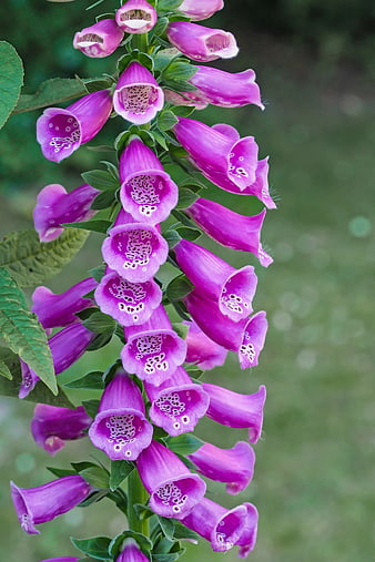 Vertical Stalk of Purple Foxglove Flowers