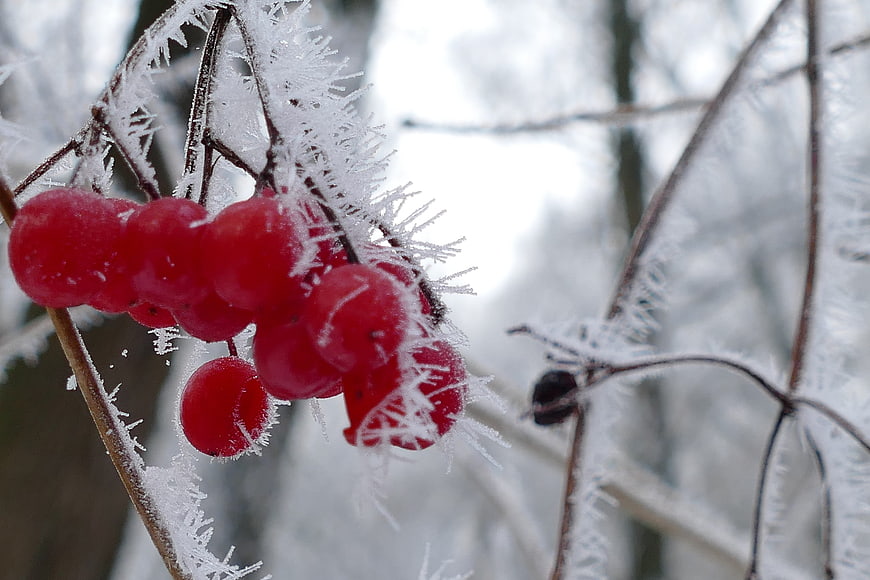 Red Berries Covered in Frost on Winter Branches