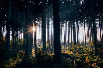 Sunlight streaming through tall autumn forest trees