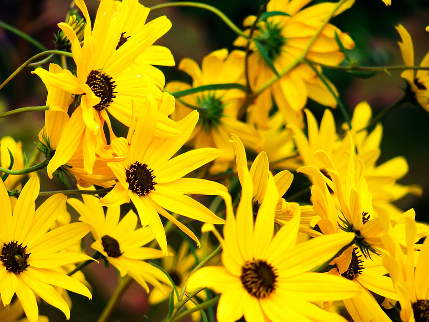 Vibrant Yellow Black-Eyed Susan Flowers in Bloom