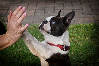 Boston Terrier Giving High Five To Human Hand On Grass