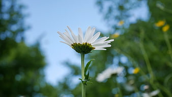Close-up of a white daisy flower against a blue sky