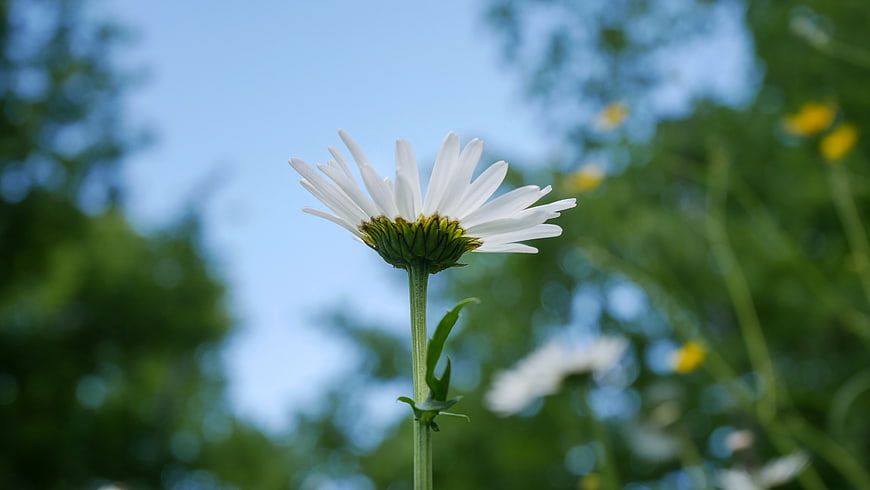 Close-up of a white daisy flower against a blue sky