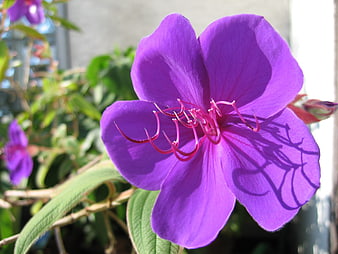 Close-up of vibrant purple wild melon flower