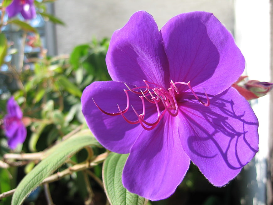 Close-up of vibrant purple wild melon flower