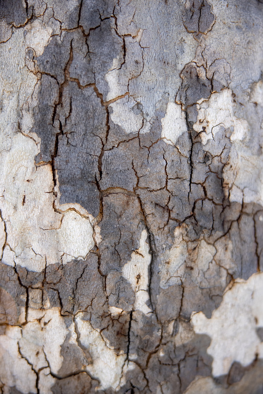 Close-up of weathered tree bark texture with cracks