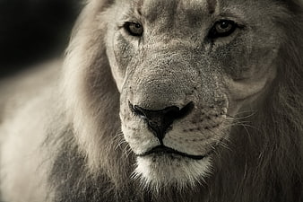 Close-up portrait of a majestic white lion face
