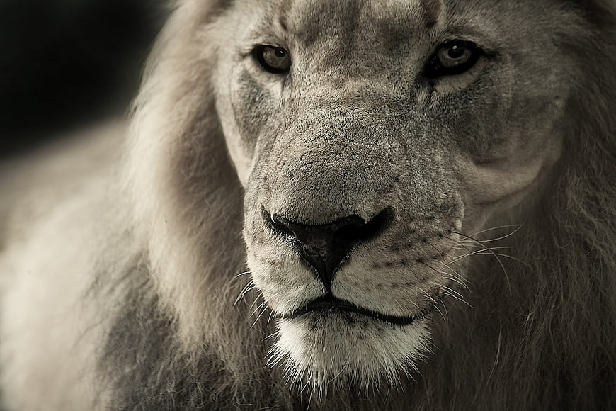 Close-up portrait of a majestic white lion face