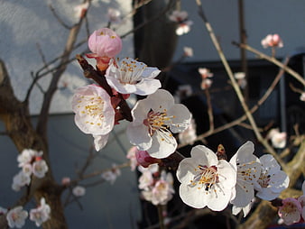 Close-up of white and pink cherry blossoms on a branch