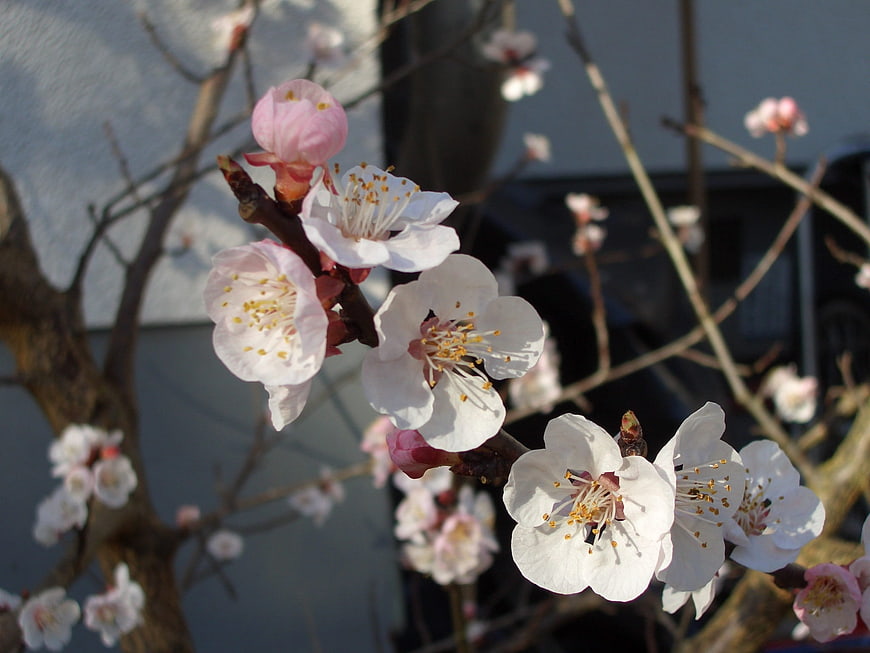 Close-up of white and pink cherry blossoms on a branch