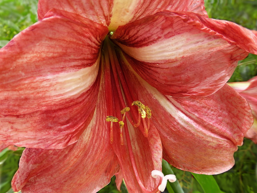 Close-up of a red and white striped amaryllis flower