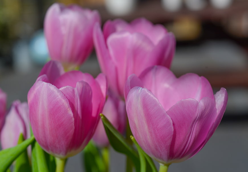 Close-up of vibrant pink tulips in spring bloom