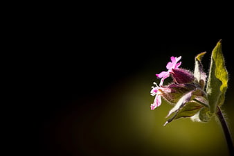 Pink Wildflower Bud with Green Leaves on Dark Background