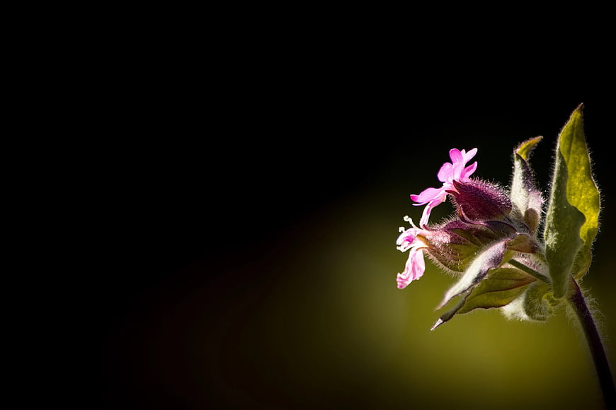 Pink Wildflower Bud with Green Leaves on Dark Background
