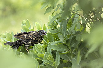 Red-winged Blackbird Chick Perched in Green Leaves