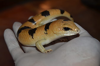 Blue-Tongued Skink Reptile in Gloved Hand