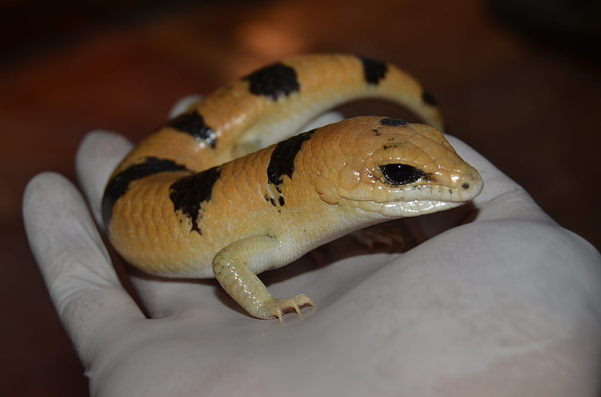 Blue-Tongued Skink Reptile in Gloved Hand