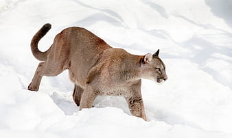 Mountain Lion Walking Through Deep Snow in Winter