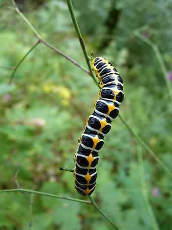 Black Swallowtail Caterpillar on Green Stem