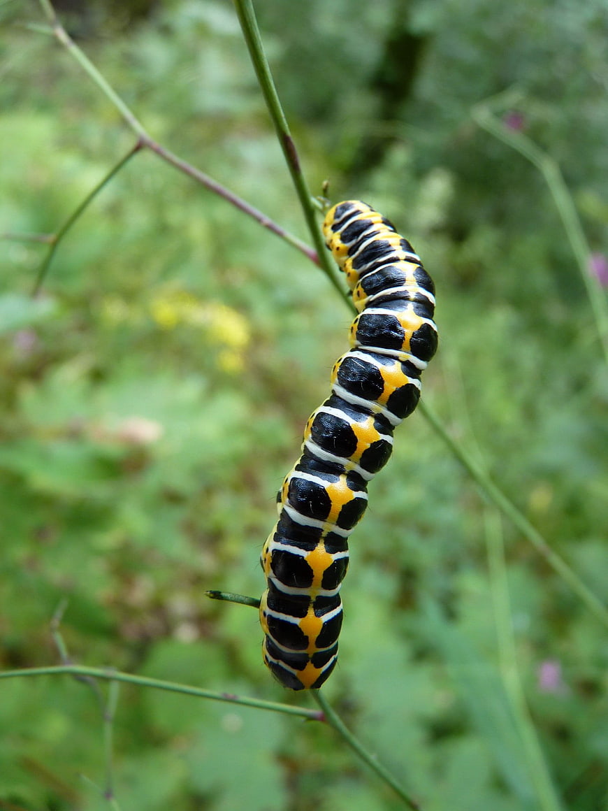 Black Swallowtail Caterpillar on Green Stem