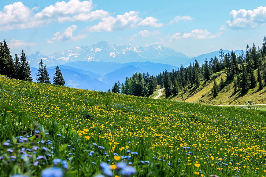 Alpine Meadow Landscape With Wildflowers And Distant Snowy Mountains